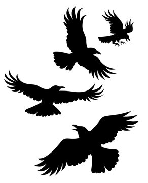Flying crows silhouette. Isolated illustration flying birds.