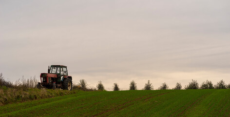 Stary traktor stojący na szczycie wzgórza . Pole z rosnącym zbożem ozimym . Polska złota jesień w rozkwicie . - obrazy, fototapety, plakaty