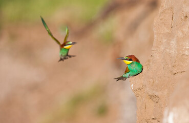 European Bee eater (Merops apiaster) is a species of bird that lives in Africa in winter and in Europe and Asia.