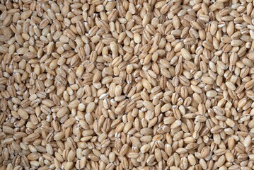 Dry pearl barley grain close up 