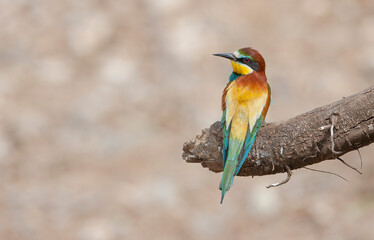 European Bee eater (Merops apiaster) is a species of bird that lives in Africa in winter and in Europe and Asia.