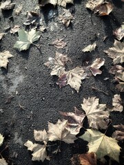 autumn leaves on the ground