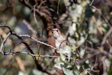 An Anna's Humming bird resting in a tree