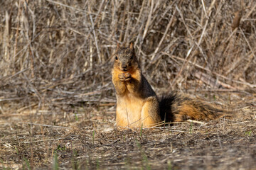 A furry ground squirrel in a park