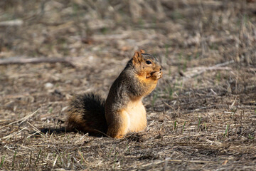 Naklejka na ściany i meble A furry ground squirrel in a park