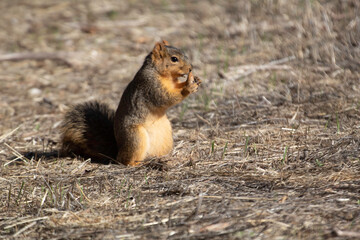 A furry ground squirrel in a park