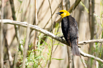 Yellow-headed blackbird bird perched in bushes