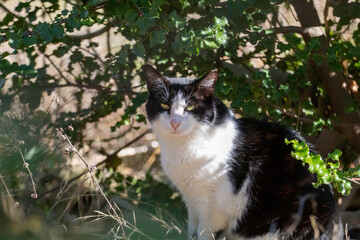 A black and white kitty cat