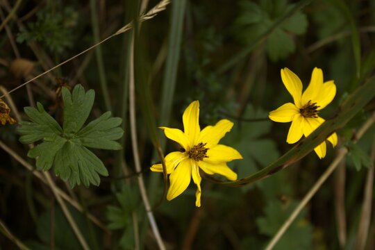Selective focus shot of yellow Creeping woodsorrel flowers with green leaves in the garden