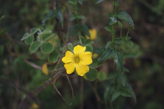 Selective focus shot of yellow Creeping woodsorrel flower with green leaves in the garden