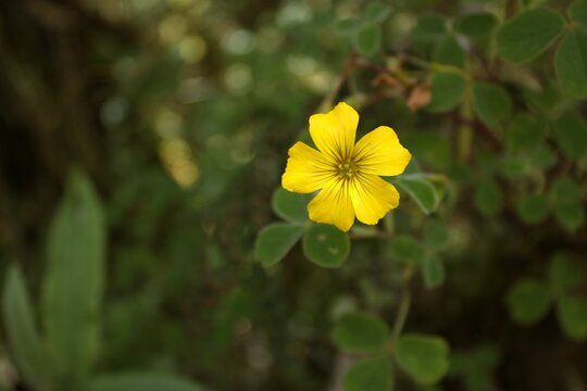 Selective focus shot of yellow Creeping woodsorrel flower with green leaves in the garden