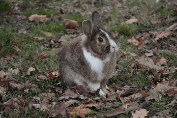 Domestic rabbit on a meadow with autumn leaves