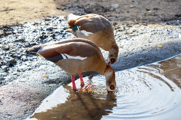 Great Goose - Anser anser at the pond. Photo of wild nature. Photo with nice bokeh.