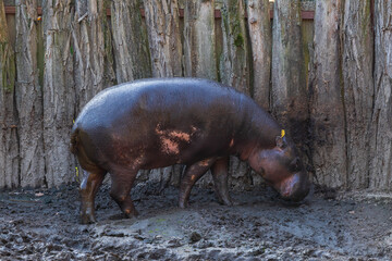 The little Liberian Hippopotamus stands by a wooden fence.