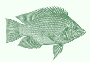 Mango tilapia sarotherodon galilaeus, freshwater fish in side view