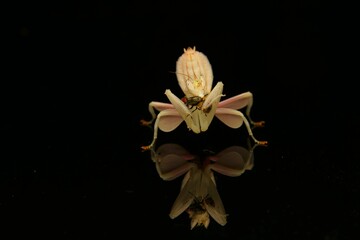 Beautiful closeup of an orchid mantis eating a fly with a reflection on a black background