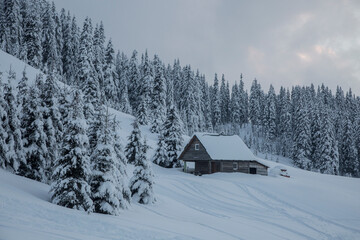 Wooden alpine house among a snow covered mixed pine, fir and spruce trees