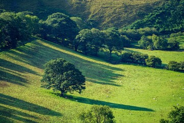 Green field on a hill slope with trees in Rhandirmwyn, Wales