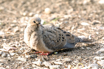 Mourning dove sitting on rocky ground