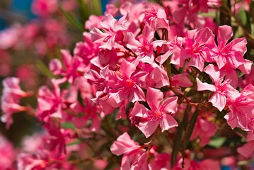 Closeup shot of bright pink oleander flowers against the isolated background