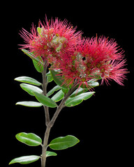 Flowers of the New Zealand Christmas tree Maori name pohutukawa on a black background