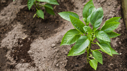 closeup of Pepper plant after watering. Green peppers growing in the garden