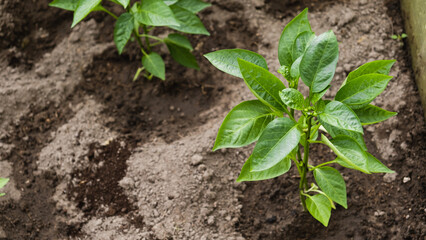 Pepper plant after watering. Green peppers growing in the garden