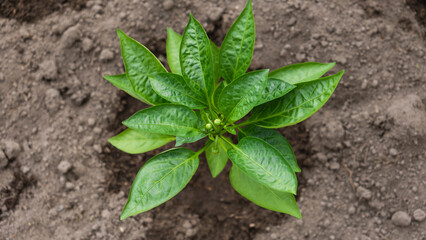 closeup of Pepper plant after watering. Green peppers growing in the garden