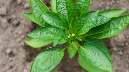Pepper plant after watering. Green peppers growing in the garden