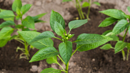Pepper plant after watering. Green peppers growing in the garden
