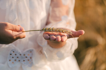 children's hand holding a spikelet of wheat