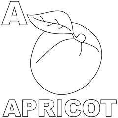 Apricot coloring page, with a capital A to introduce children to letters. Suitable for children's coloring books and letter recognition through pictures of apricots. Editable vectors