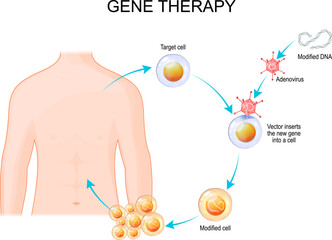 Genetic engineering. Gene therapy