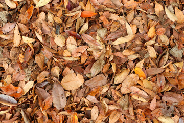 公園の落ち葉　紅葉　秋イメージ