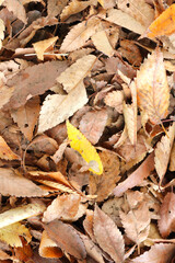 公園の落ち葉　紅葉　秋イメージ