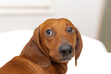 The dachshund dog with funny snout on the bed in the room