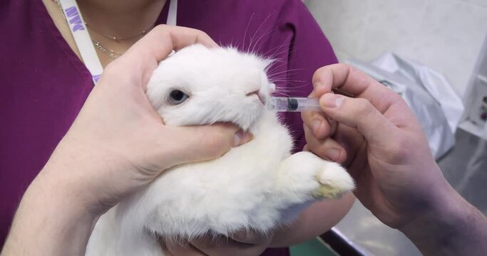 Holding a domestic rabbit in his arms, the doctor drinks medicine into his mouth from a syringe. A sick rabbit is given medicine to drink so that he gets better. The concept of treating rabbits.