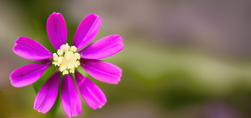 close up of a purple flower