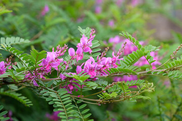 Close up of Himalayan indigo (indigofera himalayensis) flowers in bloom