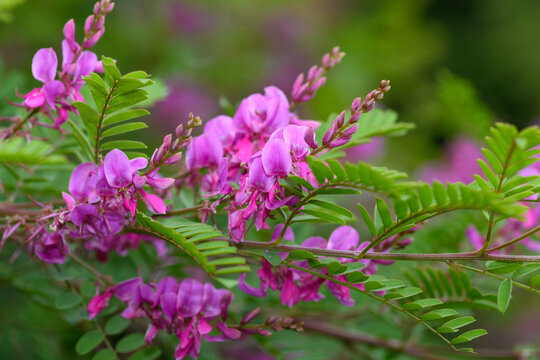 Close up of Himalayan indigo (indigofera himalayensis) flowers in bloom