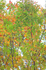 秋イメージ　公園の紅葉の木々　深谷市パティオ