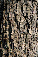 Prosopis Cineraria Tree Bark