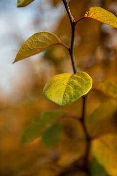Vertical shot of a yellow and green leaf on a tree branch in a park