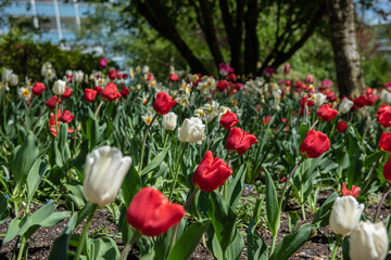 White and red tulips in a garden.