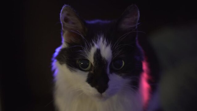 Handsome cat at the party. Black and white cat in multi-colored rays of light.