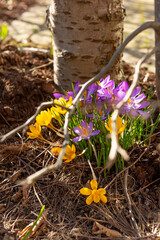 Purple and yellow crocuses popping up in early spring.