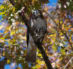 Red tailed hawk on tree