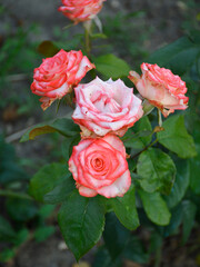 A bush of pink and white roses blooms in the garden. Beautiful bouquet of roses. beautiful flowers with delicate petals and a pleasant marvelous aroma. beauty in nature