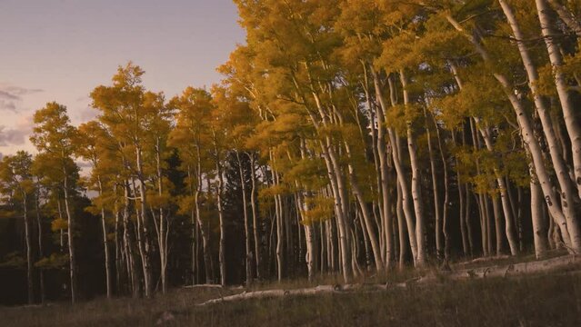 A stand of aspen trees glow with the last light of day painting the autumn yellow leaves with warm light, the sky turns purple and a soft breeze sways the branches.