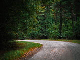 road in autumn forest